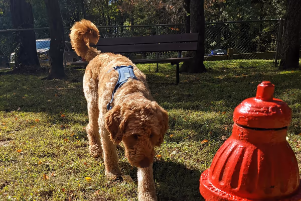 The Dog Park at Julian L. Capik Nature Preserve